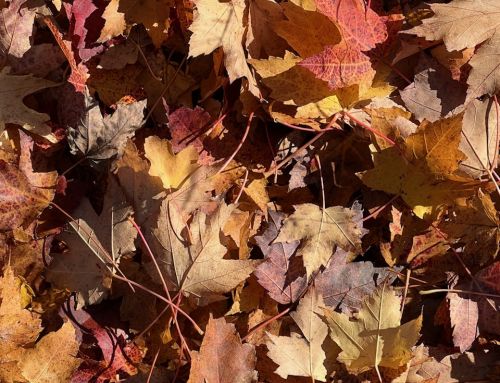 District Newsletter -September 2026 Edition