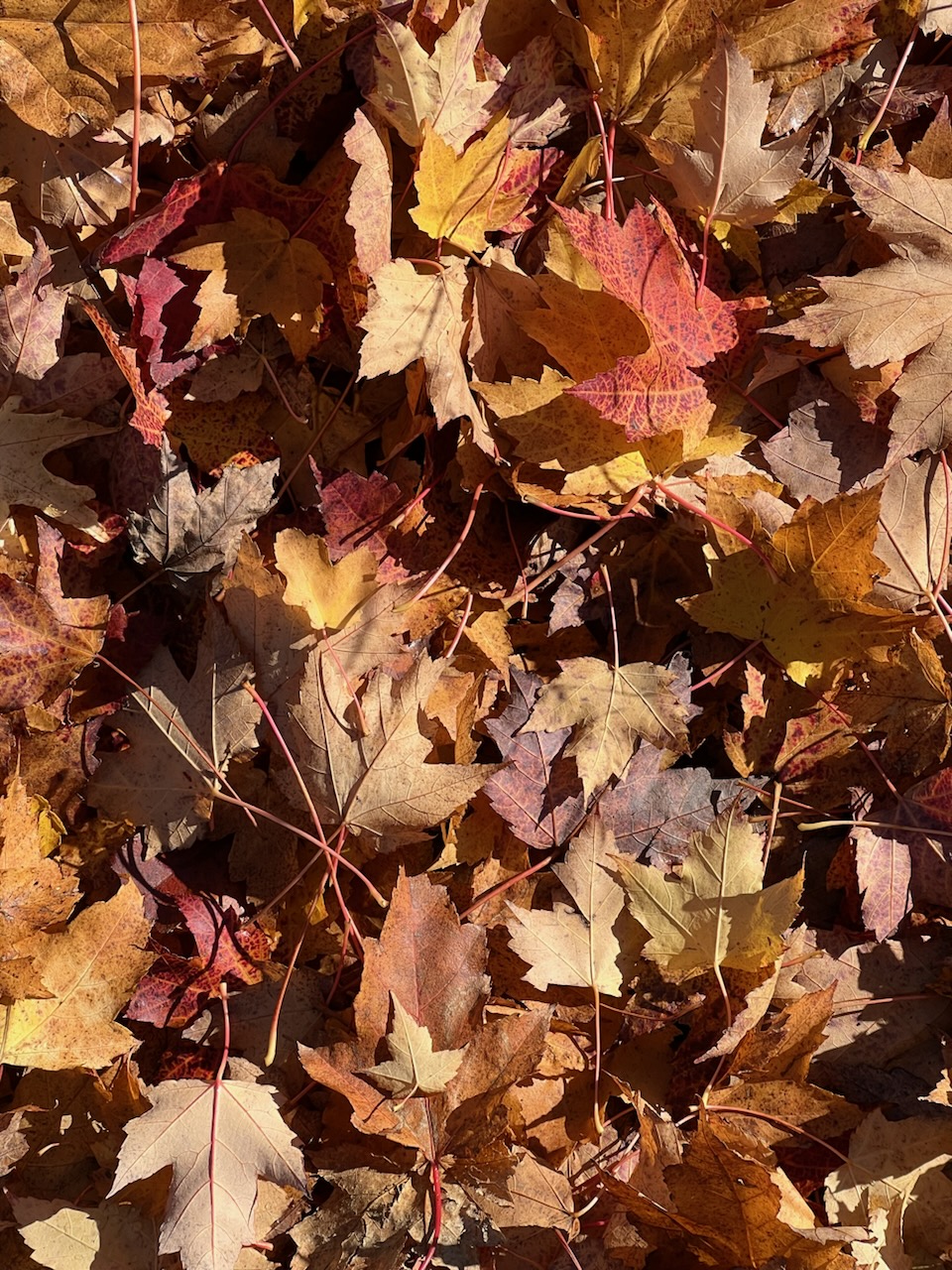 Fall Leaves