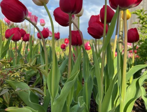 District Newsletter -March 2026 Edition